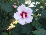 DSC05066.jpg