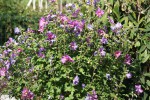 DSC02262.jpg