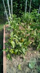 IMG_20190901_120415_471.jpg