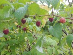 mini-framboises2.JPG