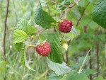 mini-framboises3.JPG