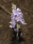 Scilla autumnalis 1.JPG