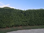 IMG_20190901_181651.jpg