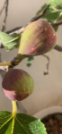 5294D0A8-E7A4-4360-BB25-DFDA776E970F.png