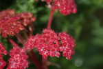 DSC02275.jpg