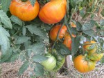 tomate-nature-s-riddle 777.jpg