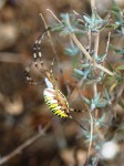 Argiope bruennichi, Argiope frelon 1 a.jpg