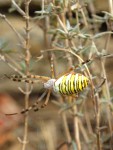 Argiope bruennichi, Argiope frelon 2 a.jpg