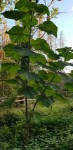 paulownia4.jpeg