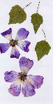 Image2.jpg