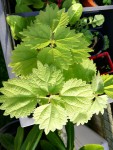 plante jardin MF feuillage.jpg