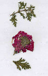 Image3.jpg