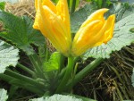 fleur de courgette doublon.jpg