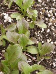 Batavia Rouge Grenobloise