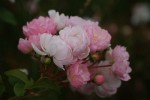 DSC02288.jpg