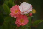 DSC02286.jpg