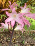 IMG_8920 - Copie.JPG