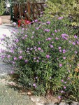 aster1.jpg
