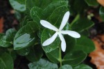 inc11-fleur-551.jpg