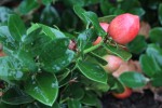 inc11-fruit-550.jpg