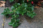 inc11-branche-553-80%.jpg