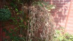 salix willow.JPG