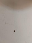 Insecte.jpg