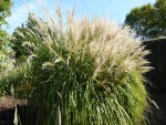 Miscanthus sacchariflorus.JPG