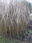 Miscanthus sacchariflorus (2).JPG