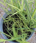 Phragmites australis 'Variegatus'.JPG