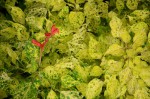 plantes MF 020 R.JPG