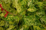plantes MF 022 R.JPG