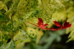 plantes MF 023 R.JPG