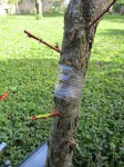 IMG_1808.JPG