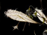 Admirable Nature - 01 © Arlie.JPG