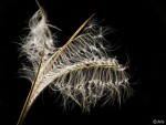 Admirable Nature - 03 © Arlie.jpg