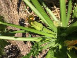 courgette tardive 2019 (1).JPG