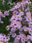 asters bleus