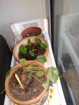 pilea.jpg
