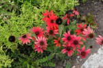 Le Jardin Des Cinq Sens - Fleur2.jpg