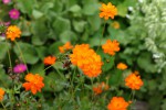 Le Jardin Des Cinq Sens - Fleur3.jpg
