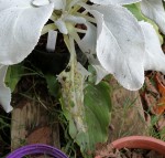 senecio angel wings_DxO.jpg