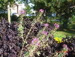 fleur10.10.08 002.jpg