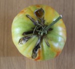 tomates-2-small.jpg