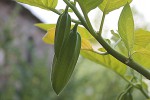 brugmansia-576.JPG