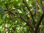 Mésange bleue.jpg