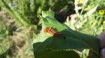 Chenille processionnaire au Jardin_001.jpg