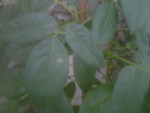 Auriol-20191006-001861.jpg