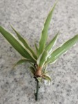 troc plante2_DxO.jpg
