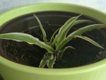 troc plante1_DxO.jpg